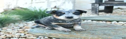 Australian Cattle Dog dogs for sale: Katelyn - Ad 1