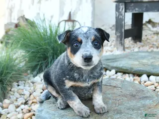 Australian Cattle Dog dogs for sale: Katelyn - Ad 4