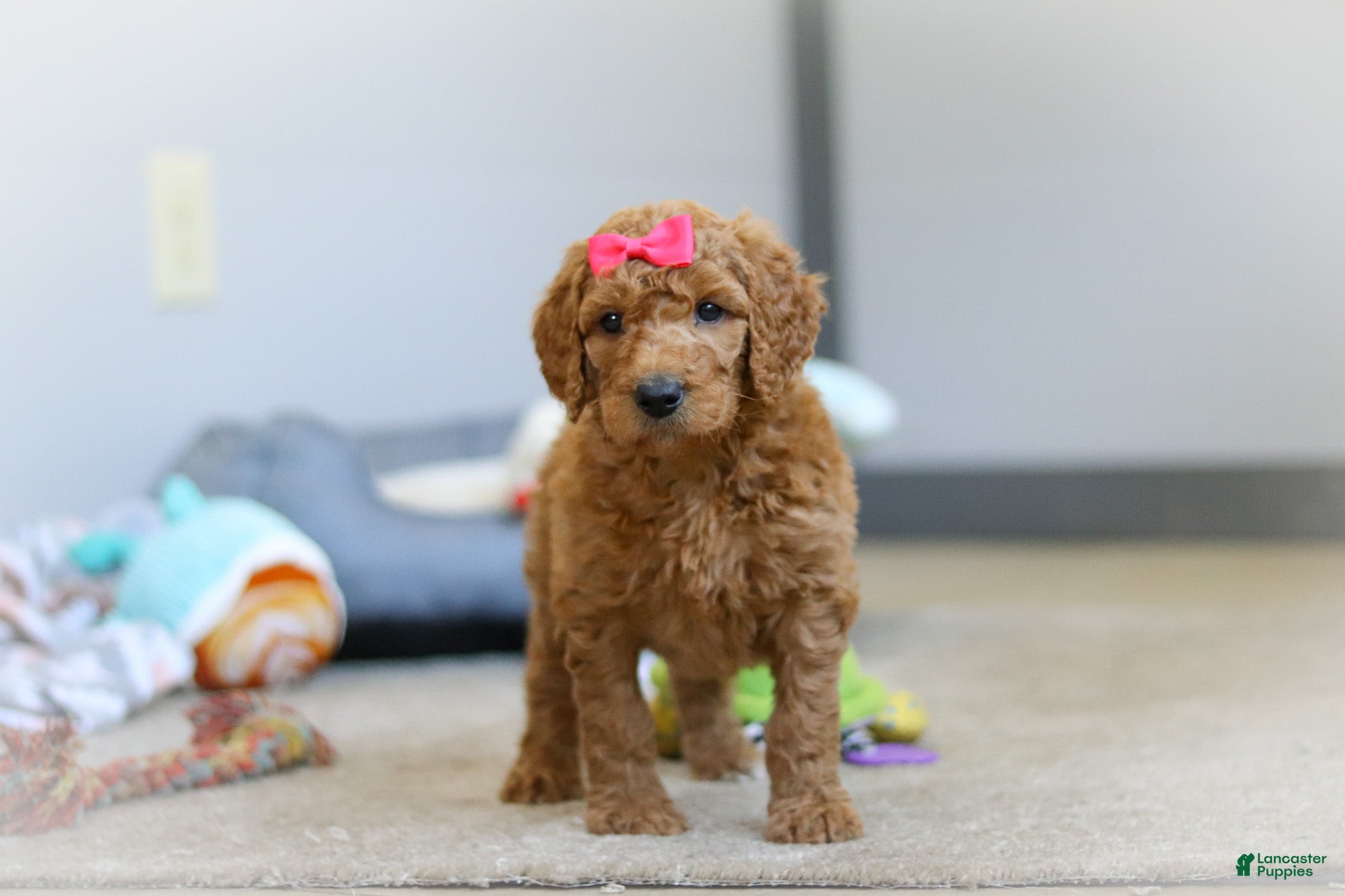 Standard Poodle dogs Millie AKC - Ad 2