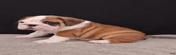 English Bulldog dogs for sale: Thor - Ad 17