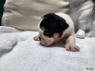 English Bulldog dogs English Bulldog Puppy 3 - Ad 36