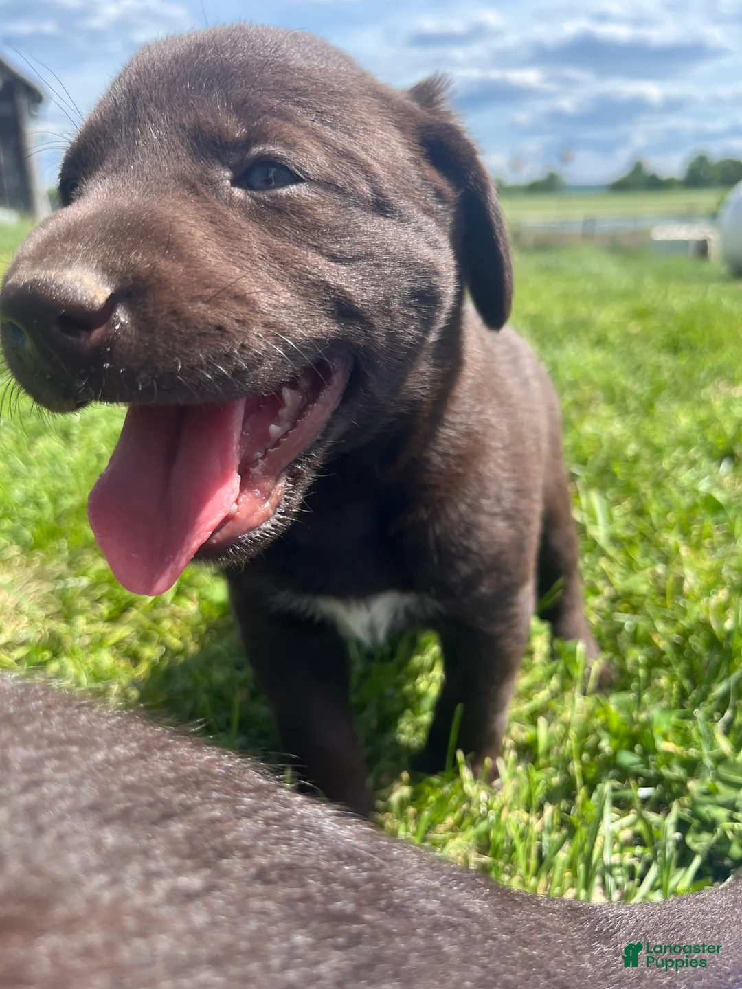 Labrador Retriever dogs for sale: Savannah - Ad 2