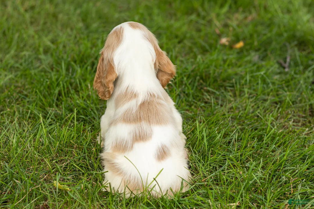 Cocker Spaniel dogs for sale: Max  - Ad 6