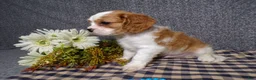 Cavalier King Charles Spaniel dogs for sale: Baxter - Ad 5