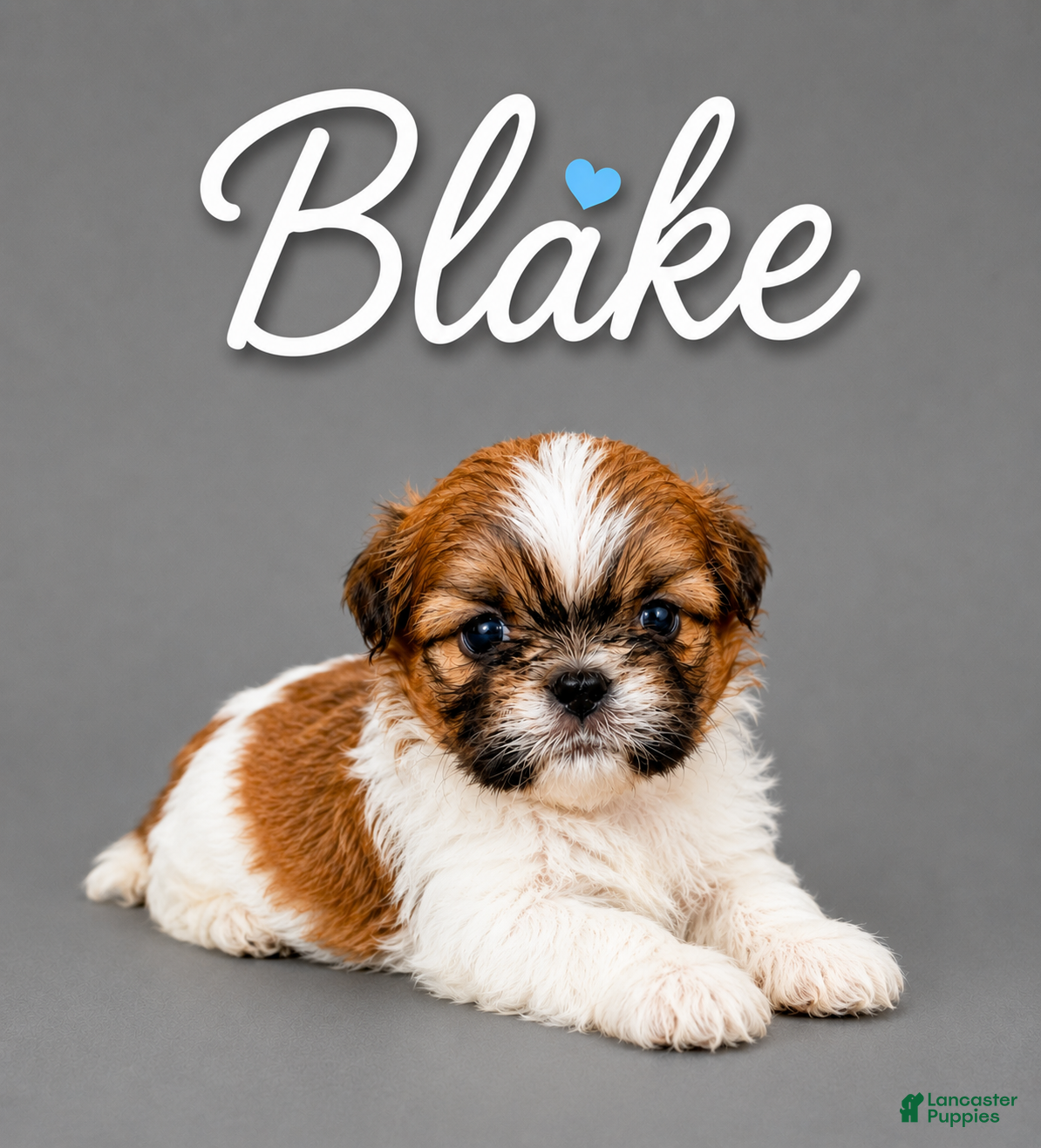 Shih Tzu dogs Blake - Ad 17