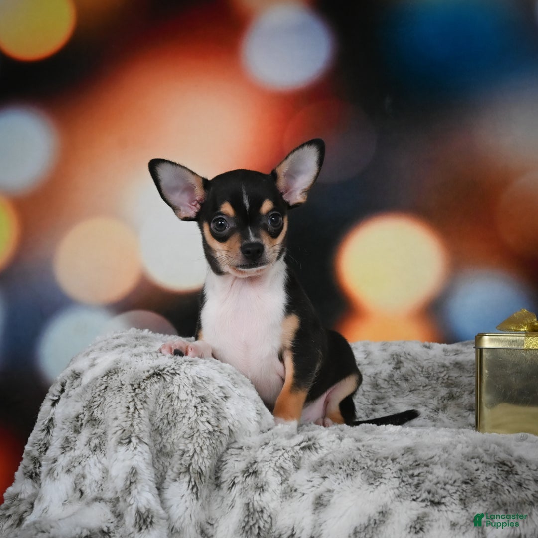 Chihuahua dogs for sale: Luca - Ad 4