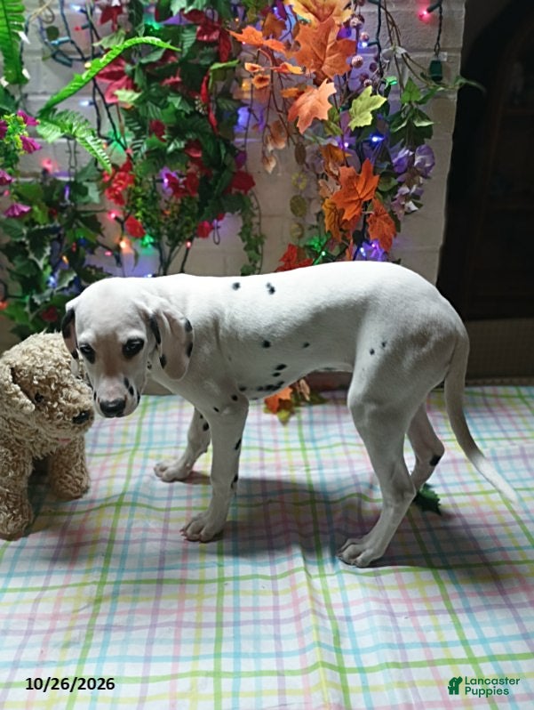 Dalmatian dogs for sale: Mrs Stevens - Ad 2