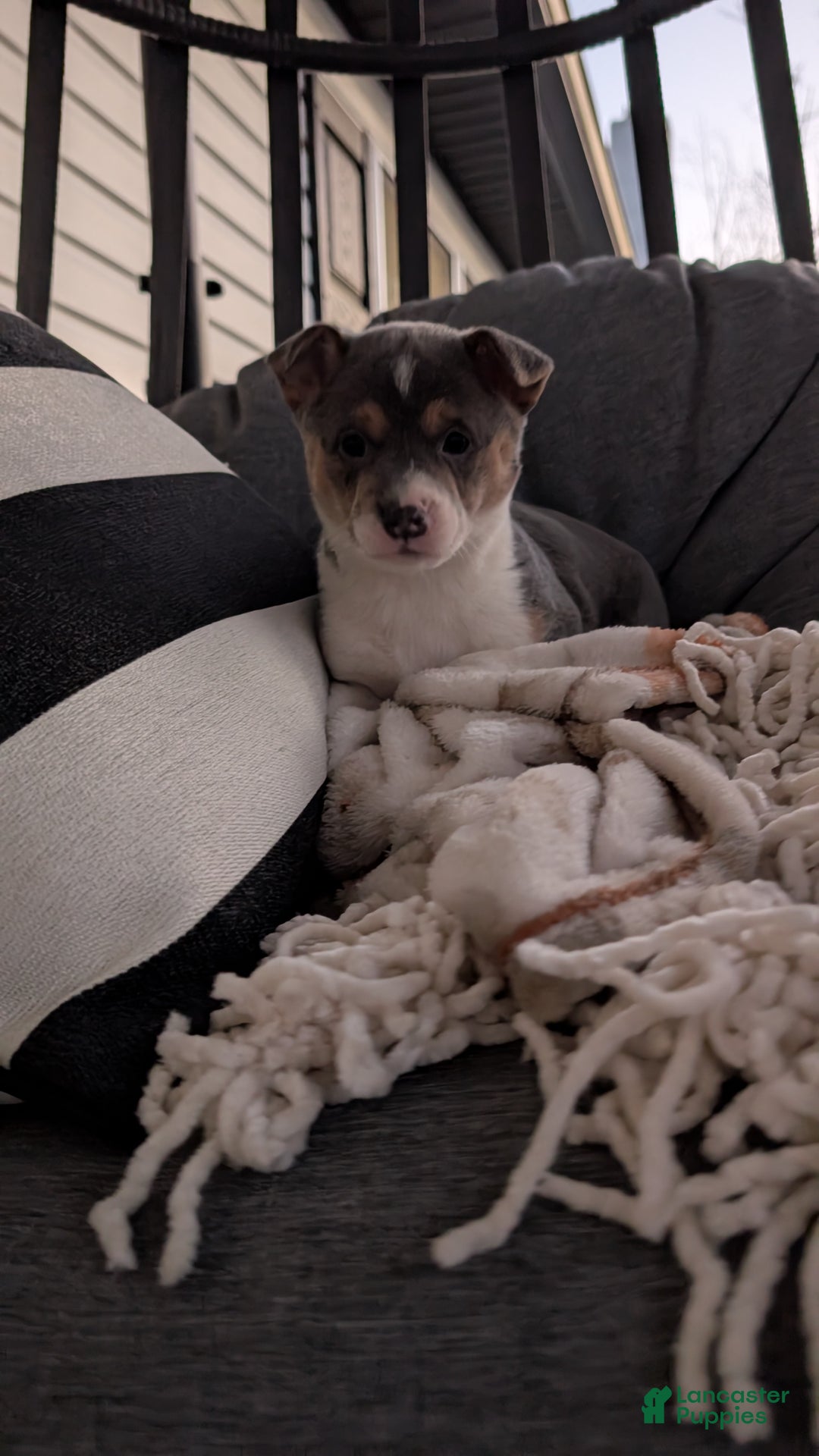 Mixed Breed dogs for sale: Milly  - Ad 1