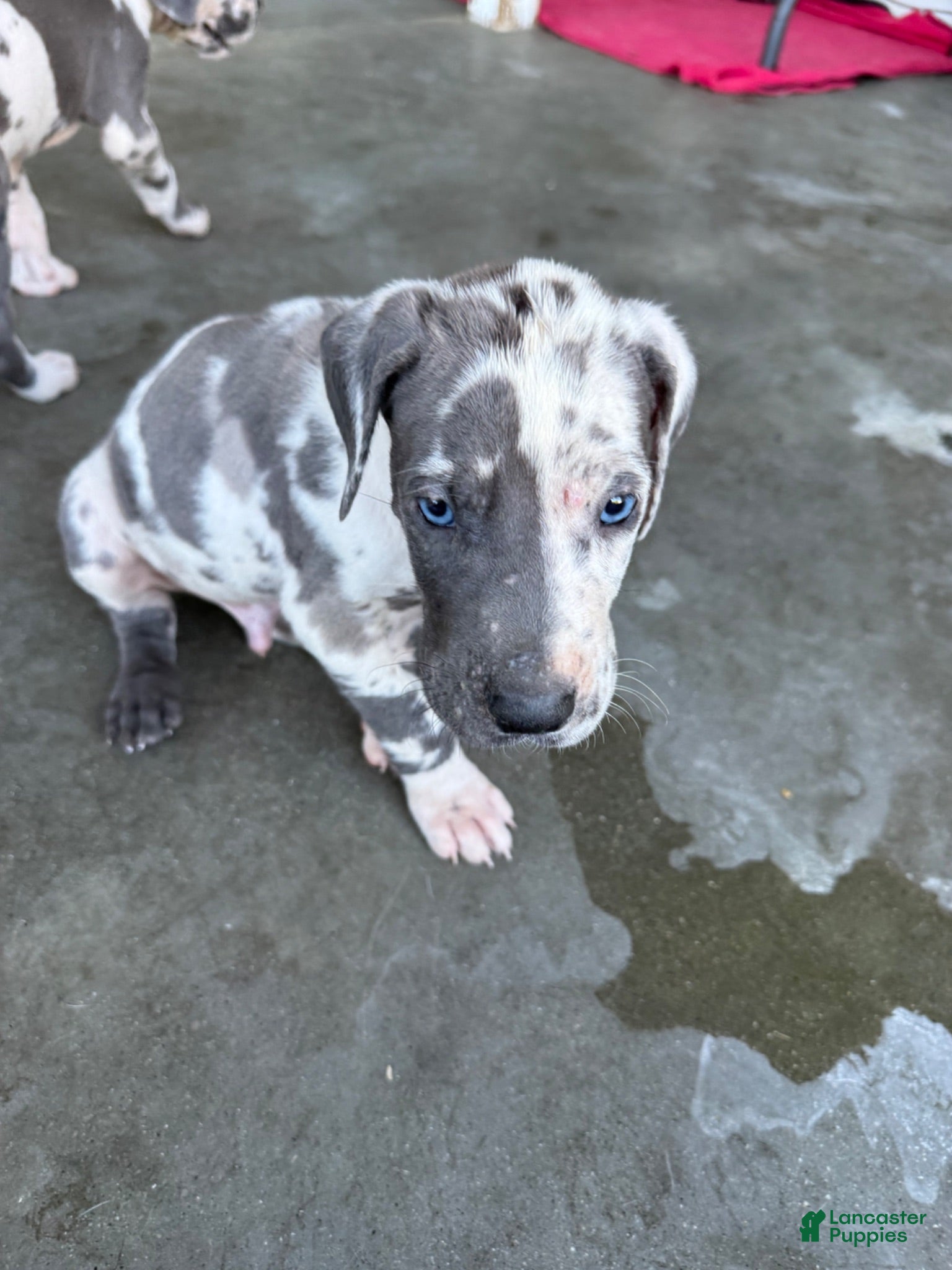 Great Dane dogs for sale: Two face - Ad 4