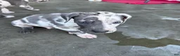 Great Dane dogs for sale: Two face - Ad 1