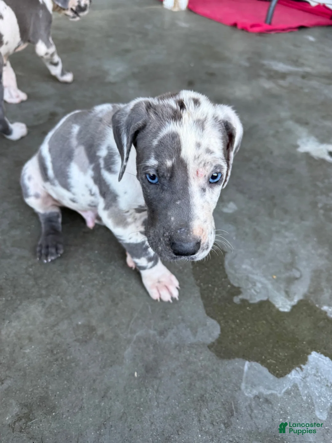 Great Dane dogs for sale: Two face - Ad 1
