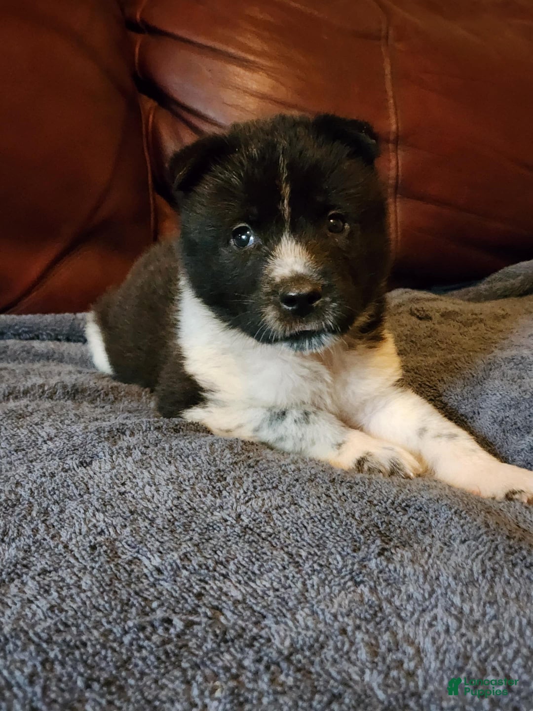 Akita dogs for sale: Akita Puppy Girl 5 - Ad 22