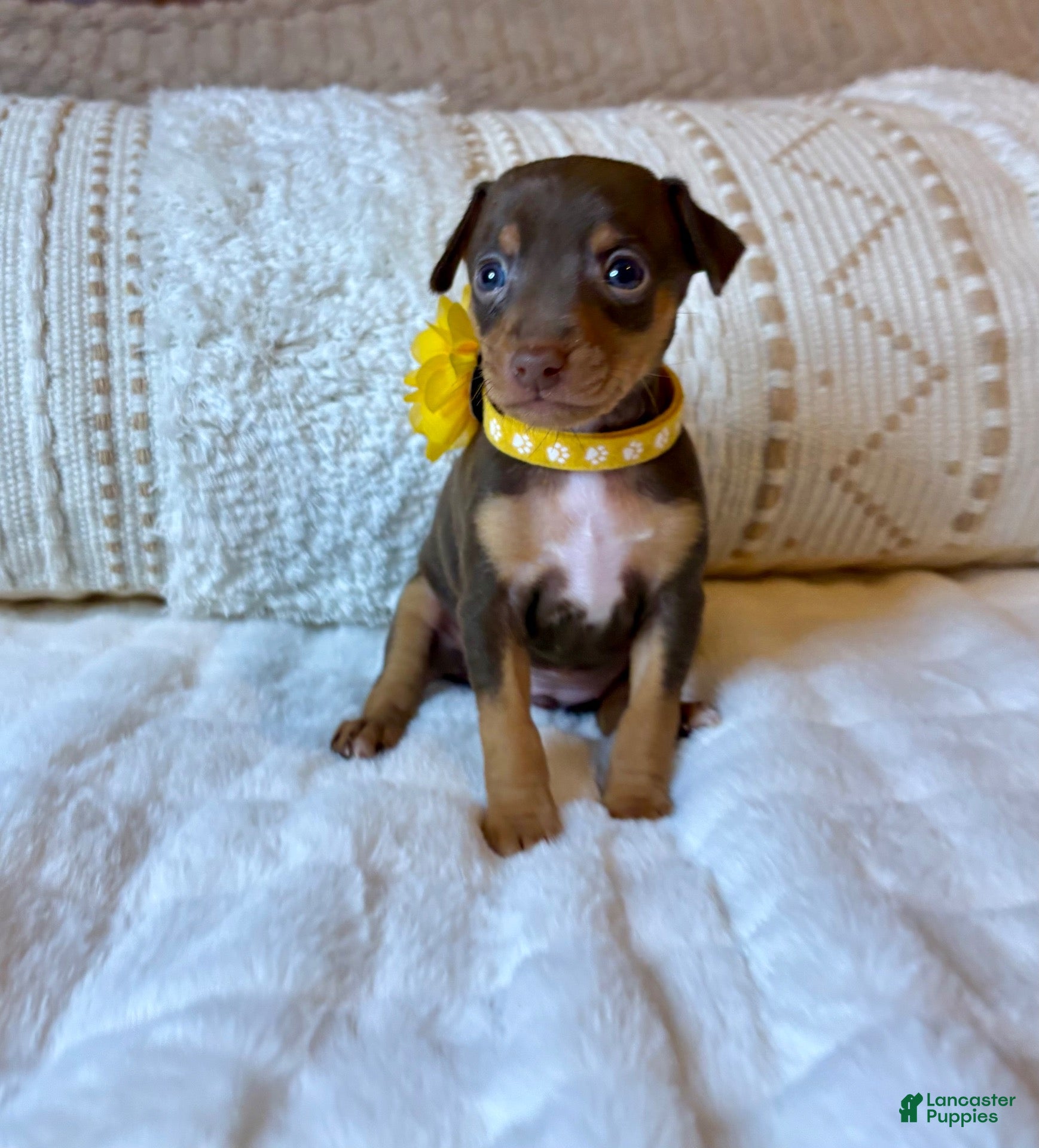 Miniature Pinscher dogs for sale: 💛Sunshine ☀️  - Ad 32
