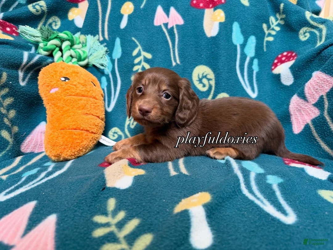 Miniature Dachshund dogs for sale: AKC Darker Chocolate and Tan Long Haired Male Miniature Dachshund - Ad 1
