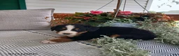 Bernese Mountain Dog dogs for sale: Anson - Ad 3
