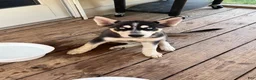 Gerberian Shepsky dogs for sale: Gerberian Shepsky Puppy 1 - Ad 3