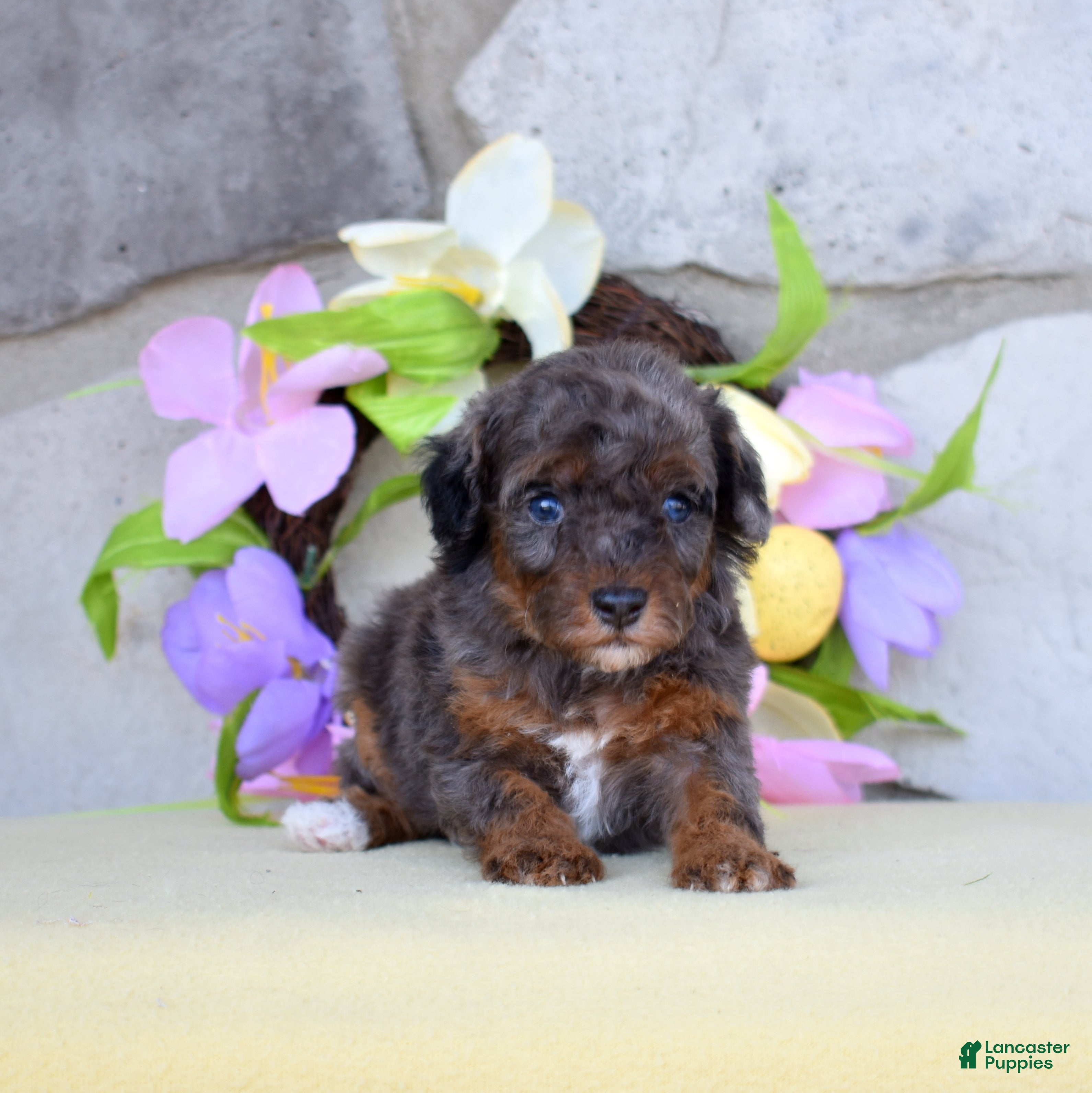 Miniature Poodle dogs Emerald  - Ad 1