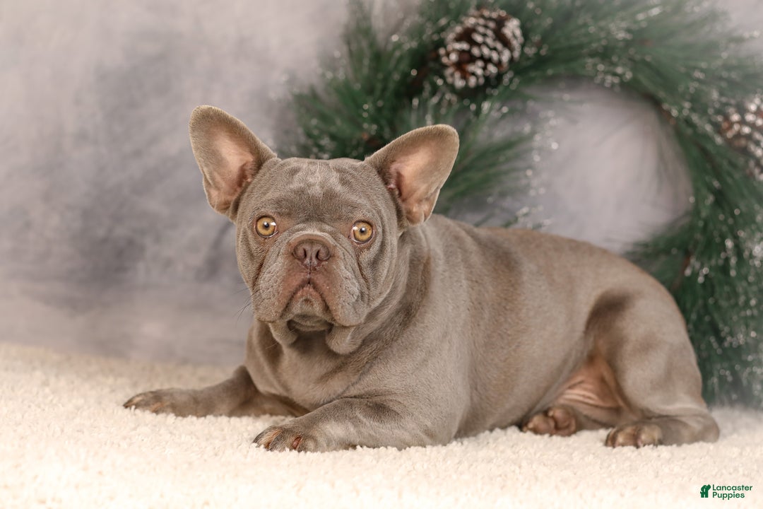French Bulldog dogs for sale: Cindy - Ad 8