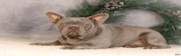 French Bulldog dogs for sale: Colby - Ad 8