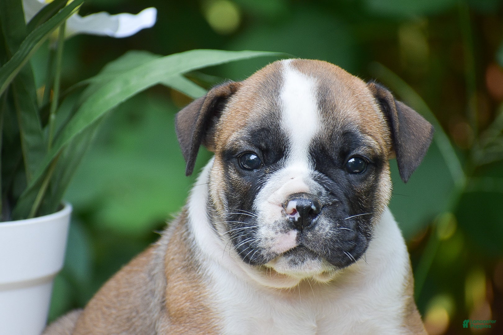 Olde English Bulldogge dogs Memphis - Ad 2