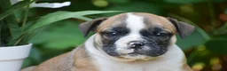 Olde English Bulldogge dogs for sale: Memphis - Ad 2