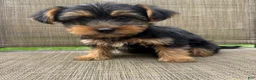 Yorkshire Terrier dogs for sale: Max - Ad 1