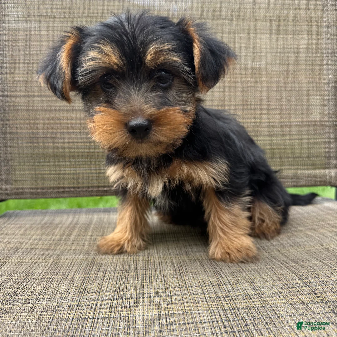 Yorkshire Terrier dogs for sale: Max - Ad 1