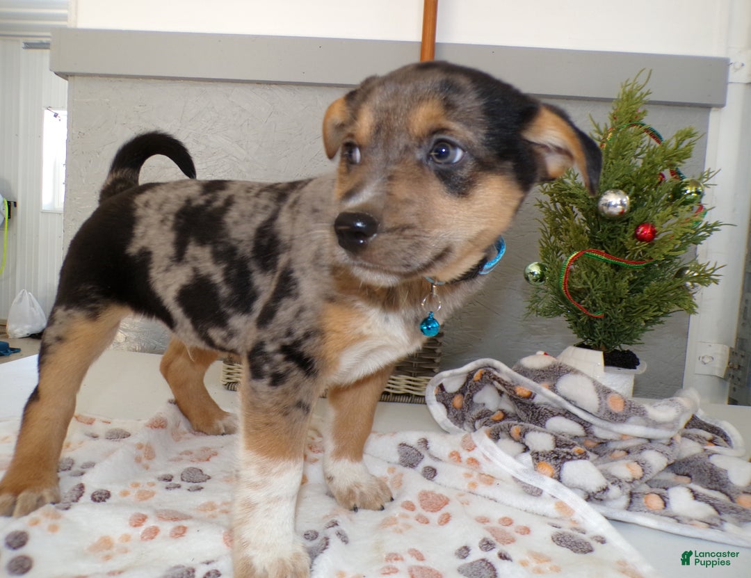 Mixed Breed dogs for sale: Mixed Breed Puppy 3 Mister - Ad 1