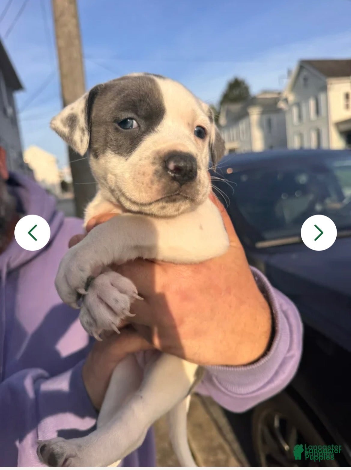 American Pit Bull Terrier dogs for sale: American Pit Bull Terrier 1 - Ad 12