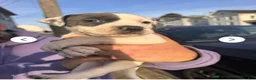 American Pit Bull Terrier dogs for sale: American Pit Bull Terrier 1 - Ad 1