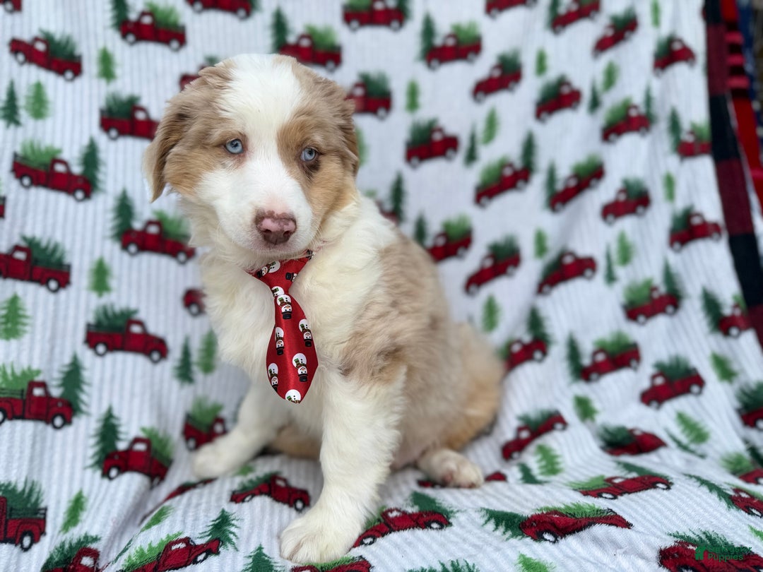 Miniature Australian Shepherd dogs for sale: Onyx - Ad 4