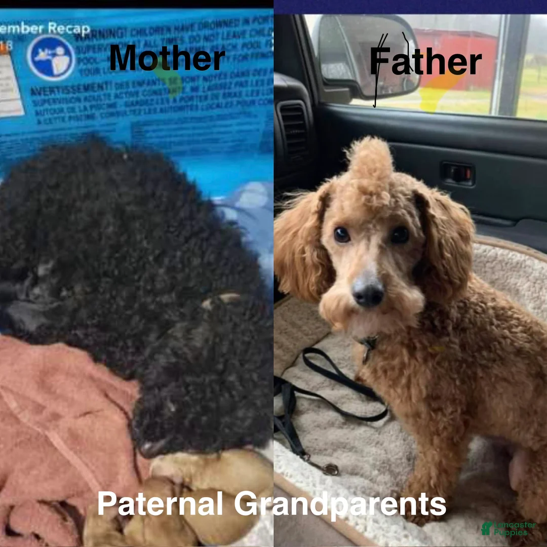 Toy Poodle dogs for sale: Chocolate  - Ad 6