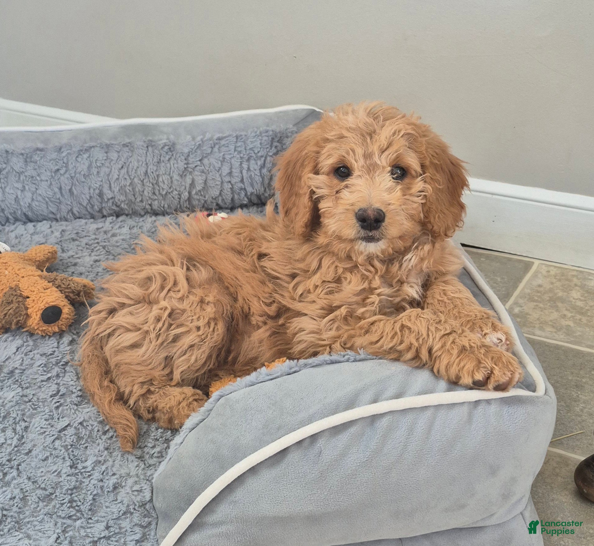 Goldendoodle dogs Ellie - Ad 2