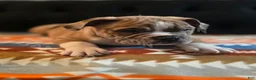 Olde English Bulldogge dogs for sale: Olde English Bulldogge Puppy Bob - Ad 3