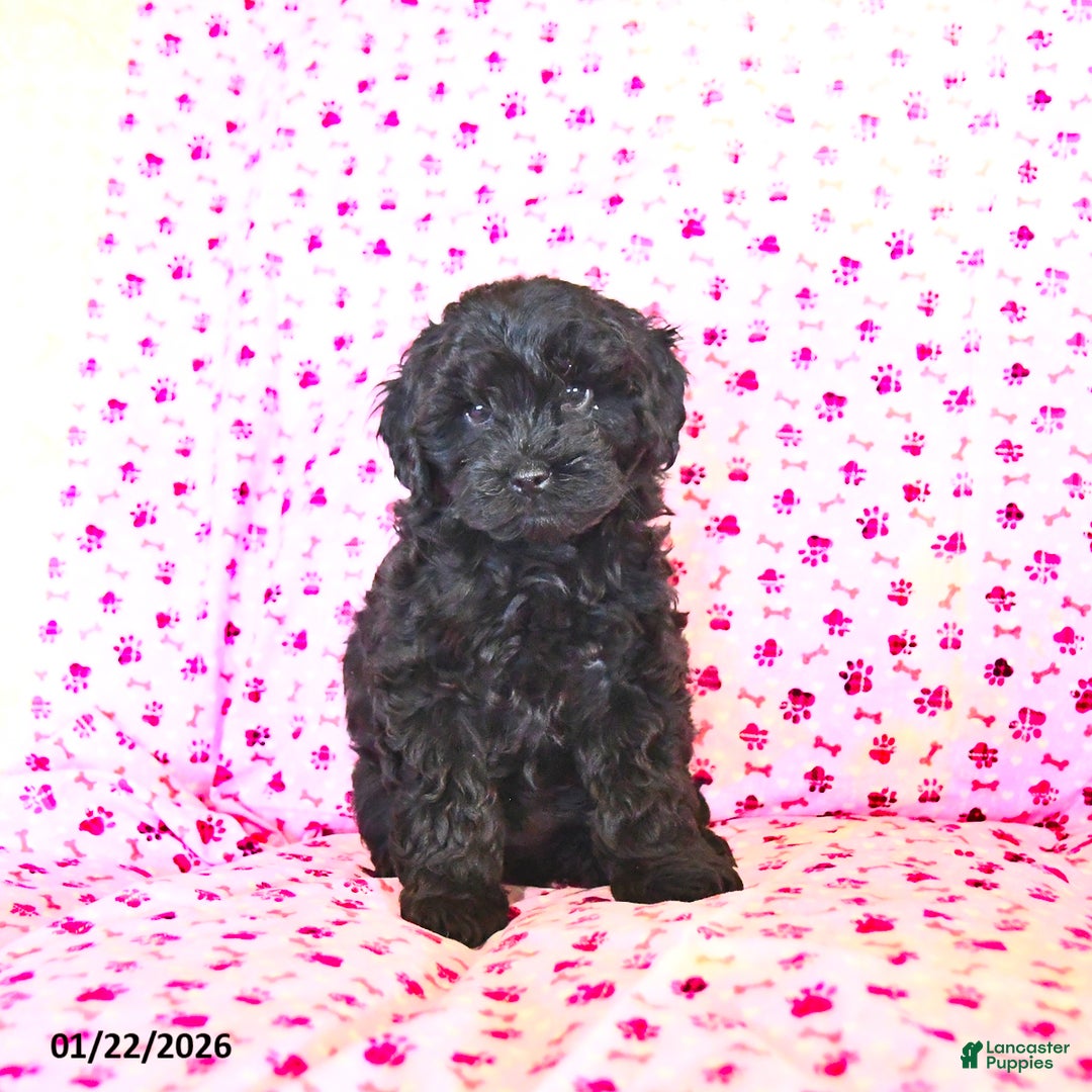 Cockapoo dogs for sale: Muffin  - Ad 3