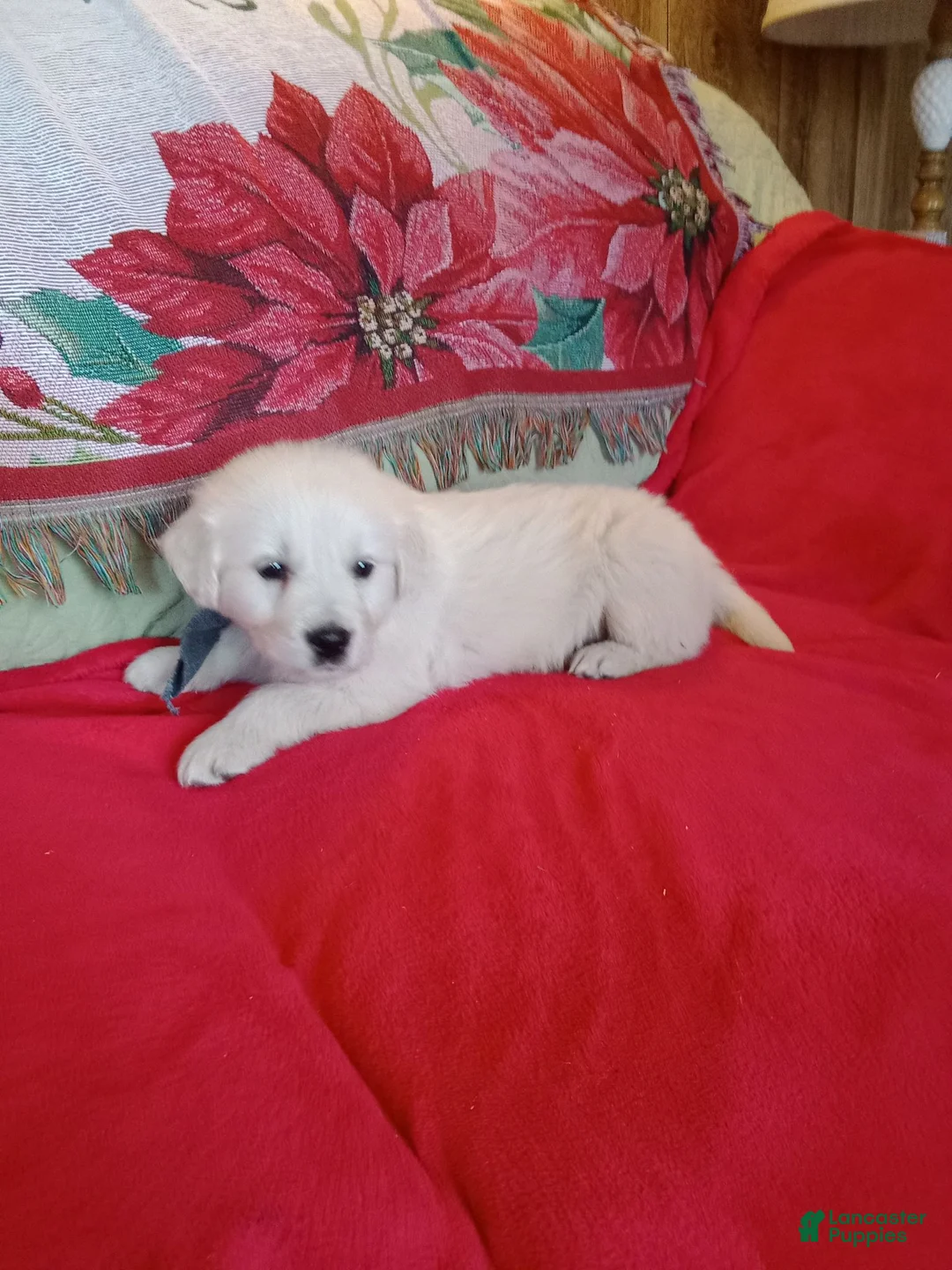 Golden Retriever dogs for sale: Bud- call 1-270-507-0580  - Ad 1
