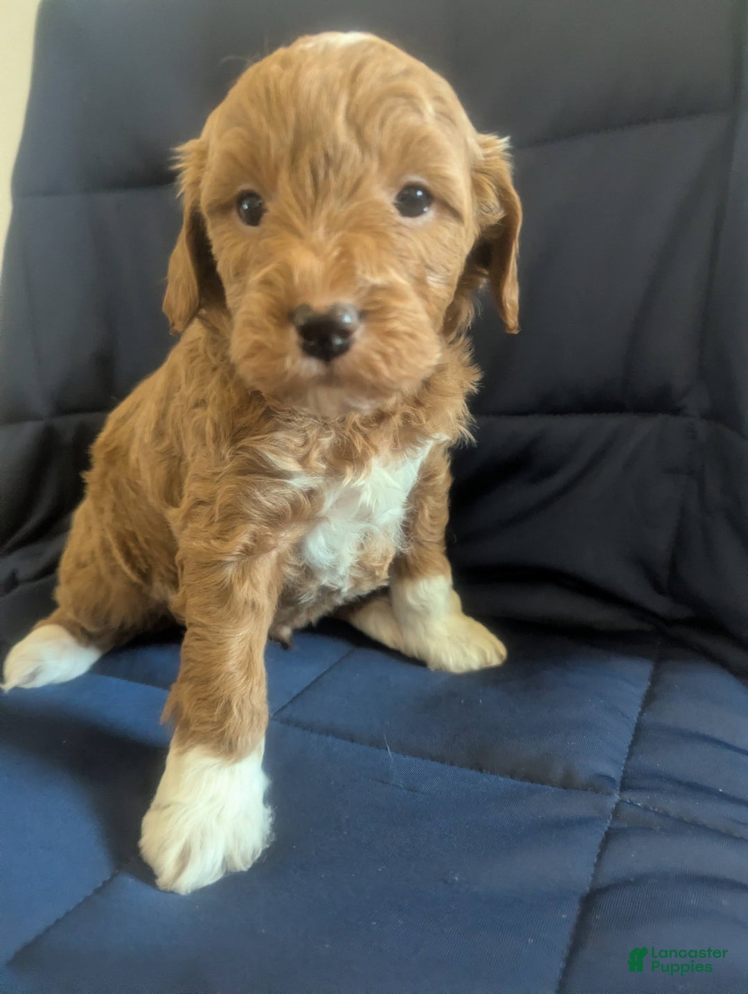 Mini Goldendoodle dogs for sale: Nick - Ad 1