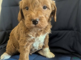 Mini Goldendoodle dogs Nick - Ad 15