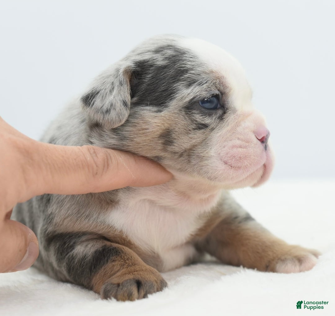 Mixed Breed dogs for sale: Aqua blue koi  - Ad 12