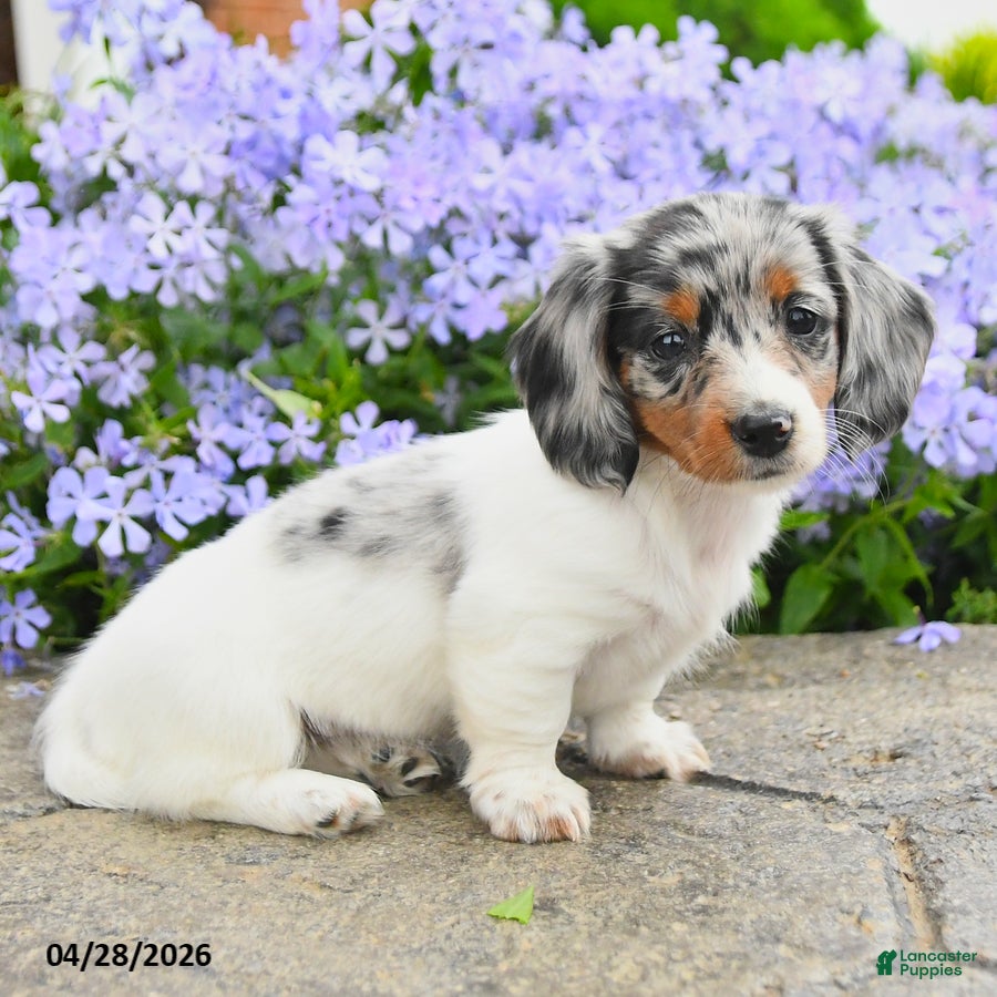 Dachshund dogs Gizmo - Ad 2