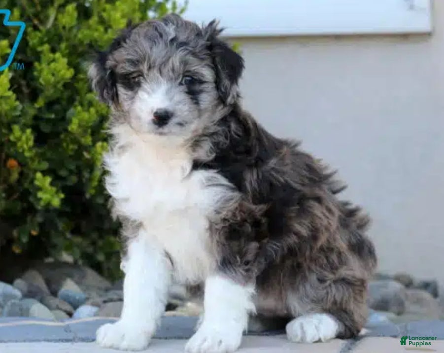 Aussiedoodle dogs Molly - Ad 13