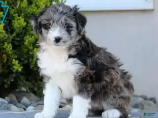 Aussiedoodle dogs Molly - Ad 13