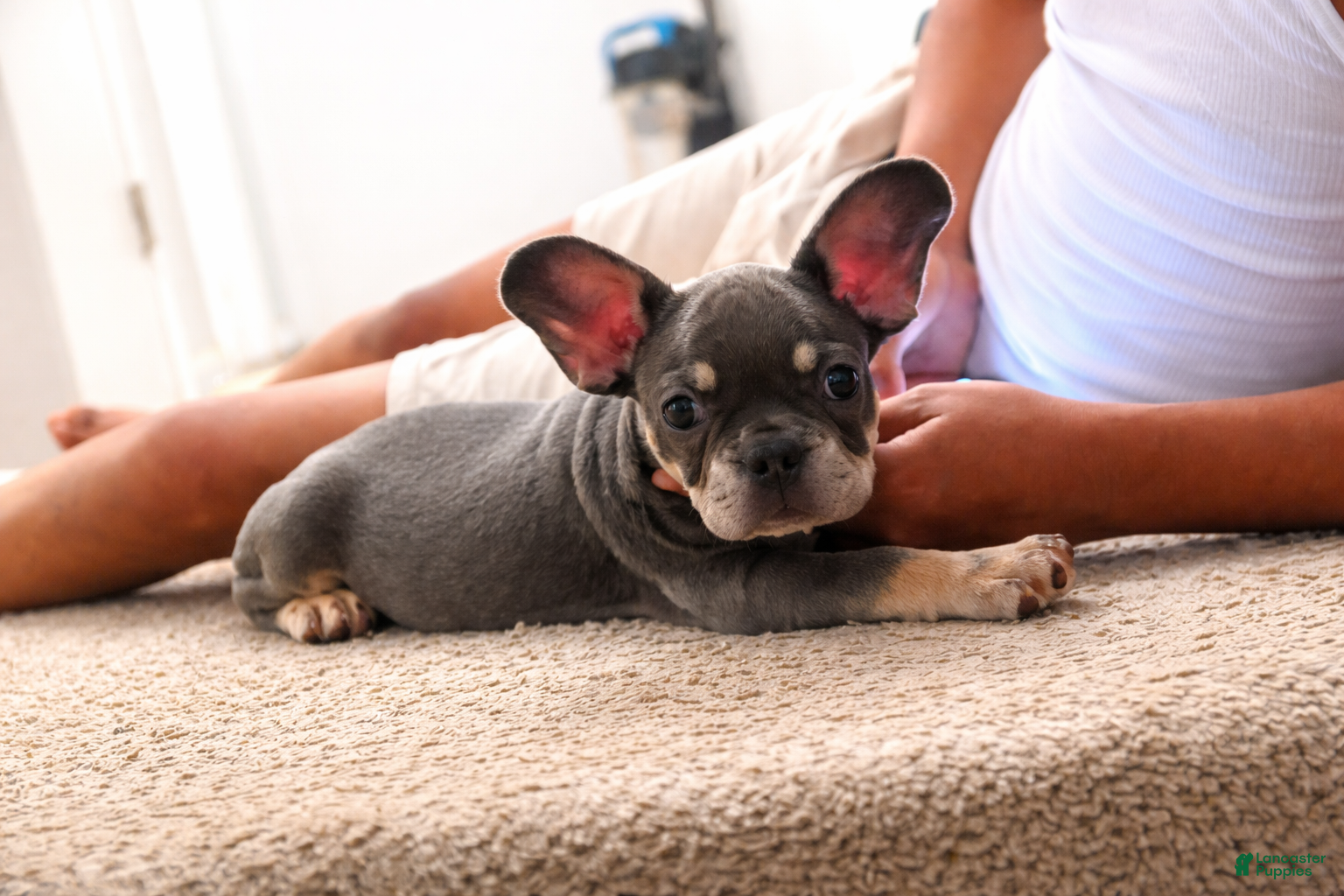 French Bulldog dogs French Bulldog Puppy 2 - Ad 2