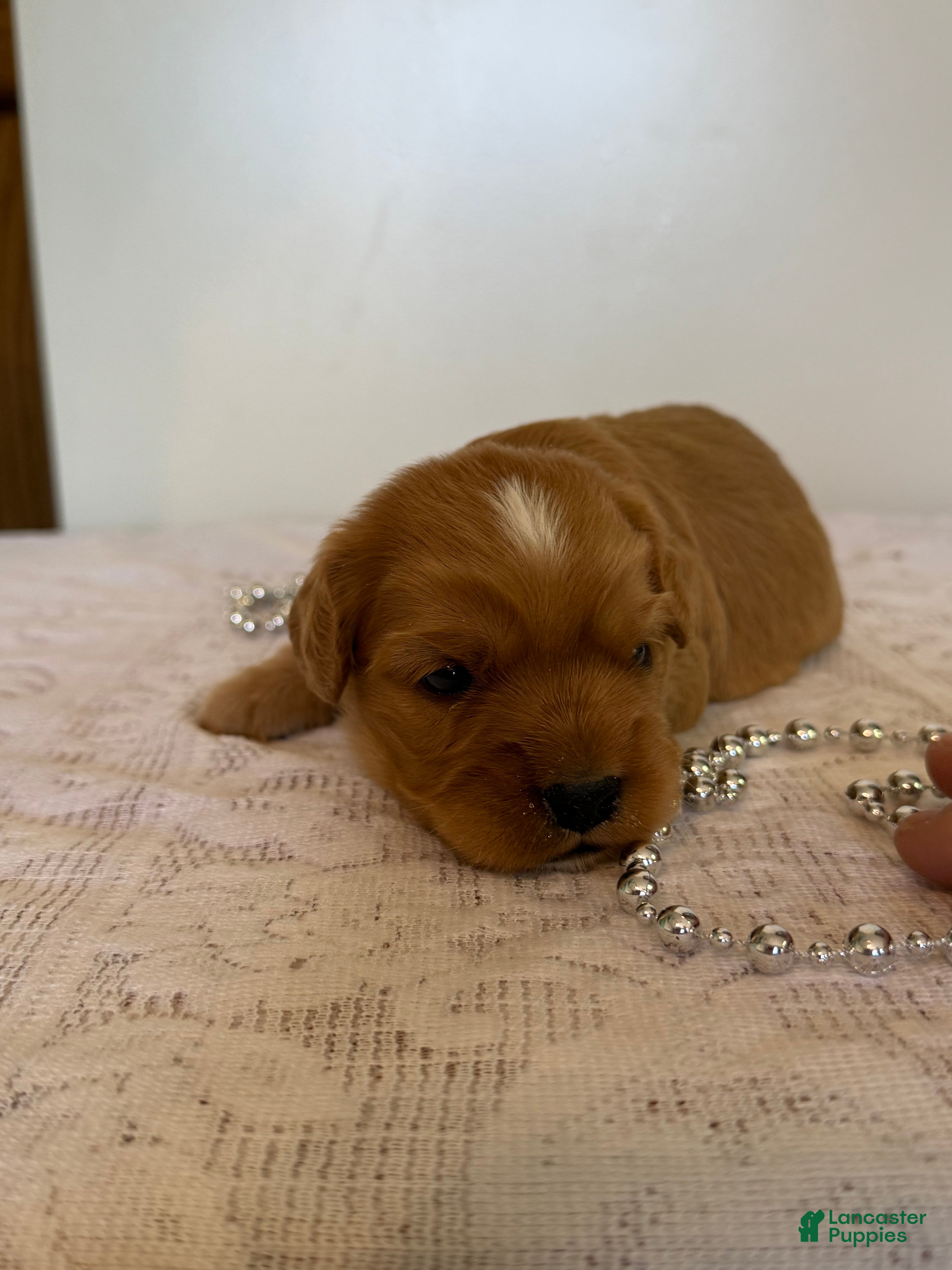 Cavapoo dogs Marshall Cavapoo Puppy  - Ad 2