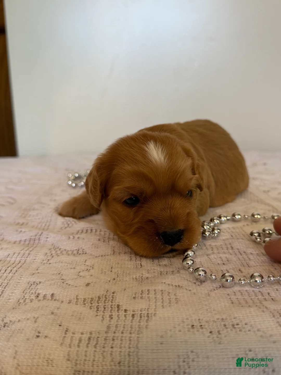 Cavapoo dogs for sale: Marshall Cavapoo Puppy  - Ad 2