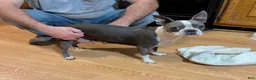 Boston Terrier dogs for sale: Boston Terrier 1 - Ad 5