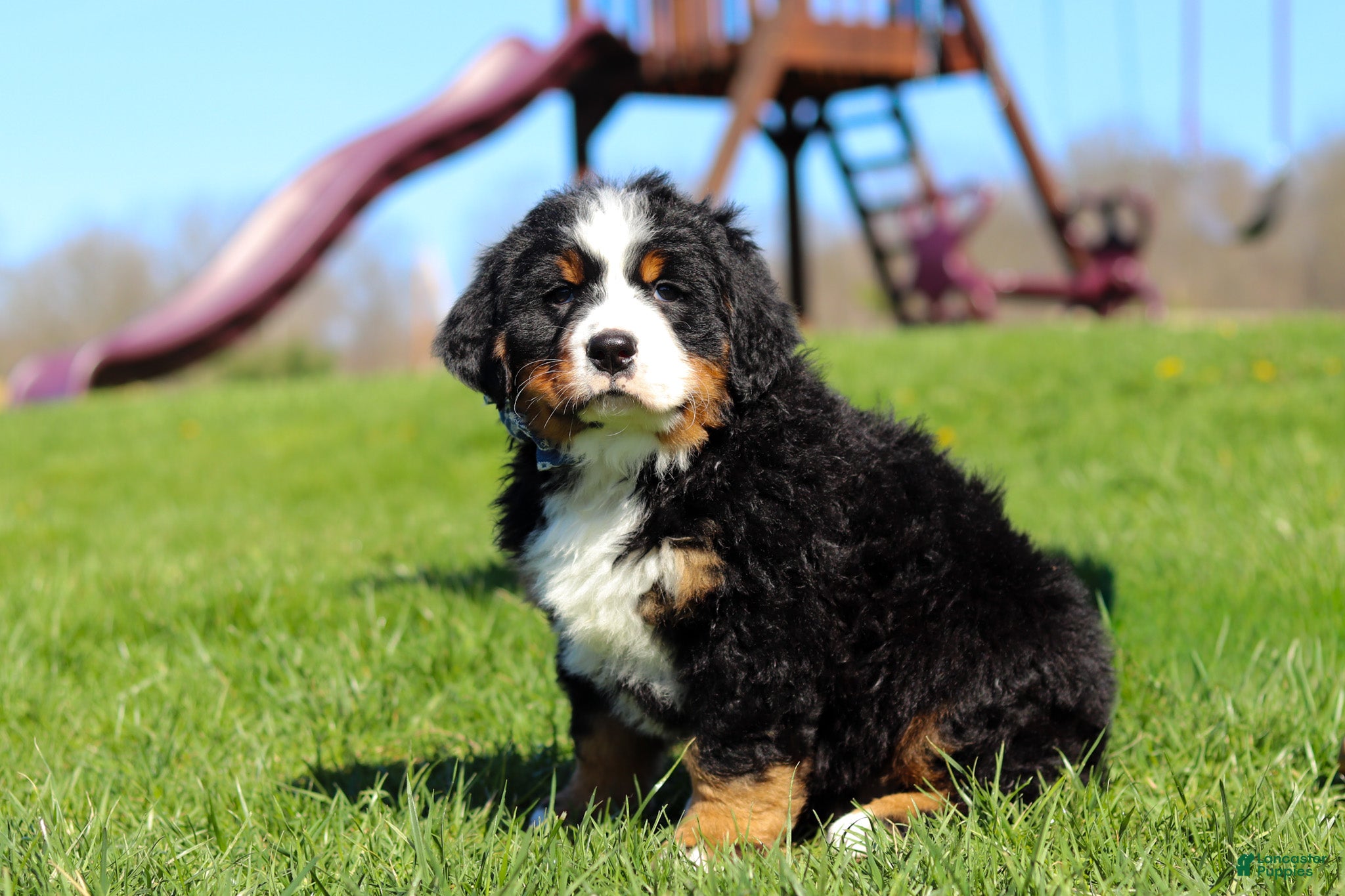 Bernese Mountain Dog dogs Crooked Jim - Ad 2