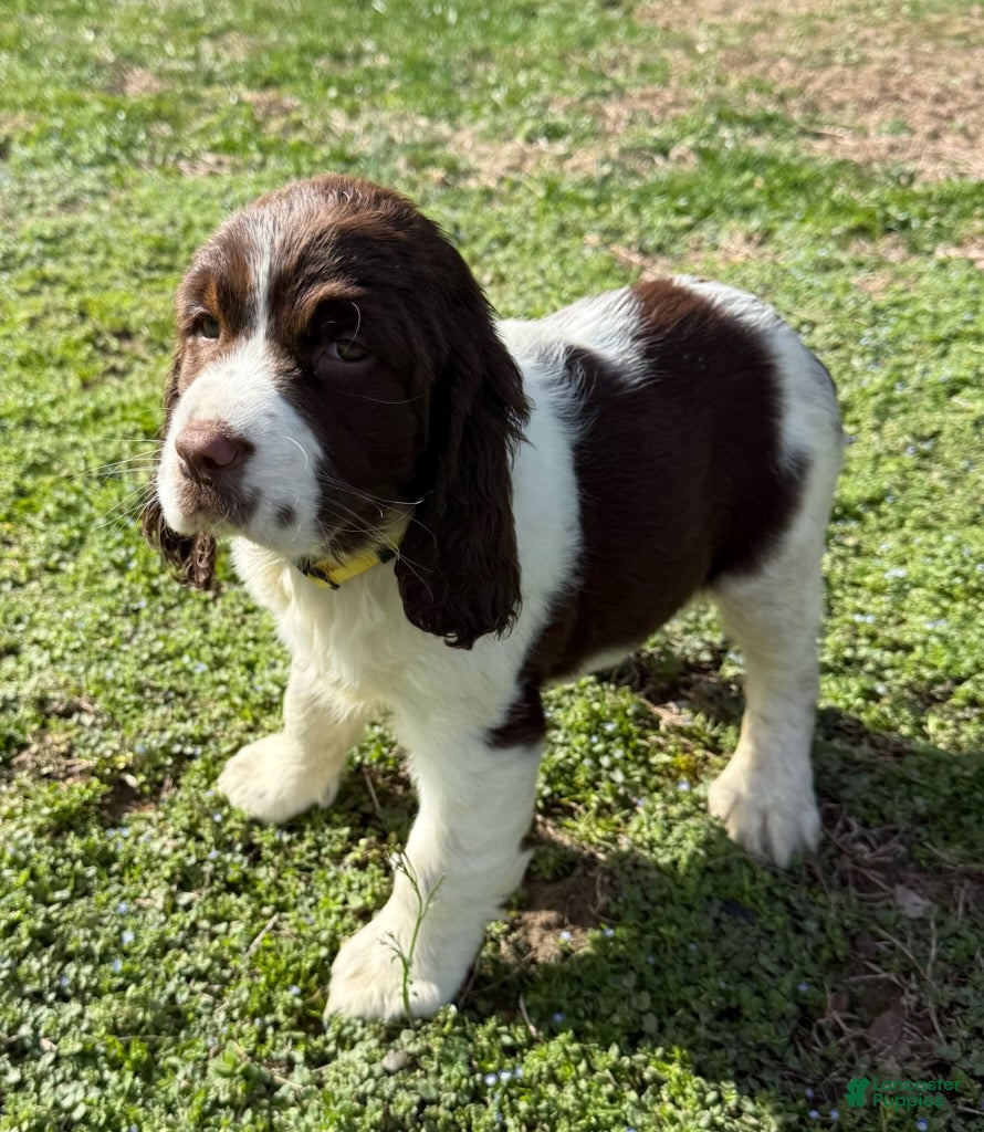 English Springer Spaniel dogs Candy - Ad 1