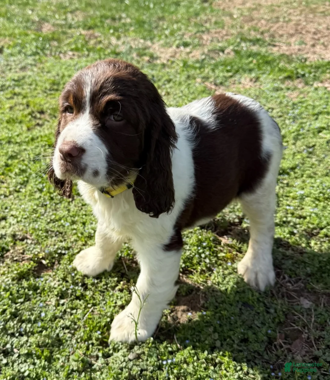 English Springer Spaniel dogs for sale: Candy - Ad 1