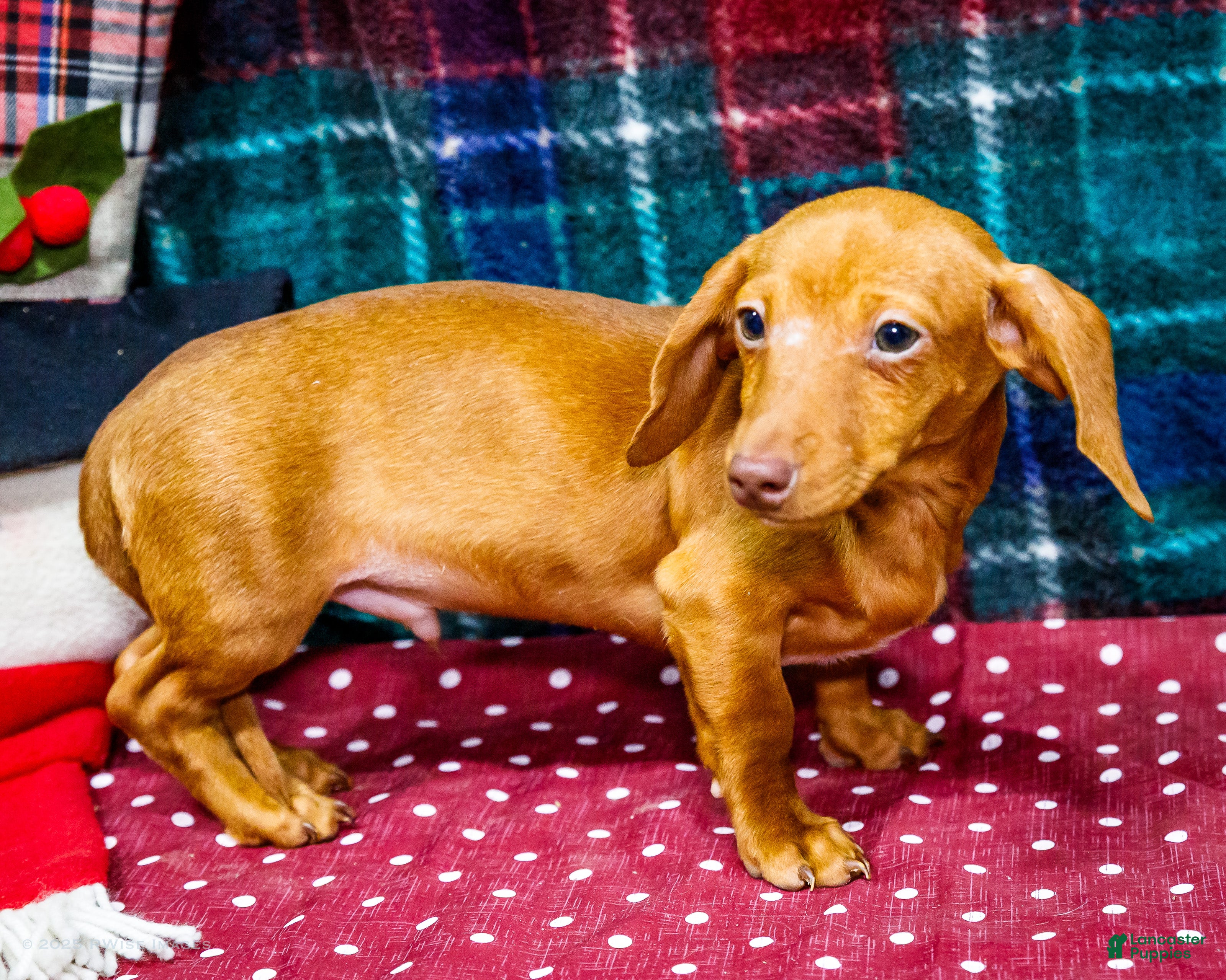Miniature Dachshund dogs Ronnie - Ad 2
